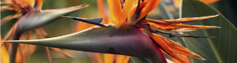 Bird of Paradise