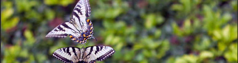 Butterflies