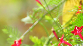 4 Colorful Vines That Can Beat the Heat Featured Image