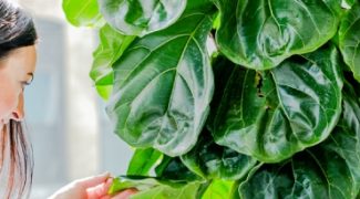 3 Quick Fertilizing Tips to Keep Interiorscape Plants Thriving Featured Image