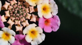 Lantana: The Easiest Outdoor Plant Featured Image