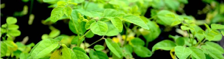 Moringa oleifera