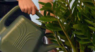 Professional Plant Care: More than Meets the Eye Featured Image