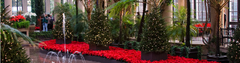 Poinsettia display