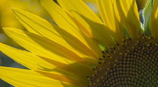 How to Grow Sunflowers in Containers Featured Image