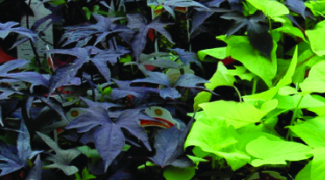 The Advantages of Growing Ornamental Sweet Potato Vine Featured Image