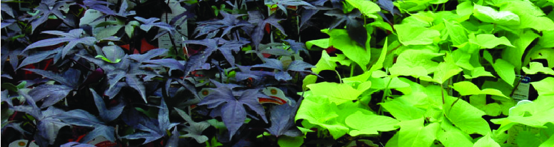 Sweet potato vines