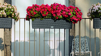 Window Boxes: They Aren’t Just For Windows Featured Image