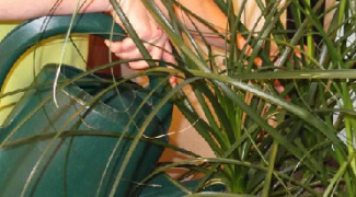 Train Your Plant Technicians for Account Retention and Profitability Featured Image