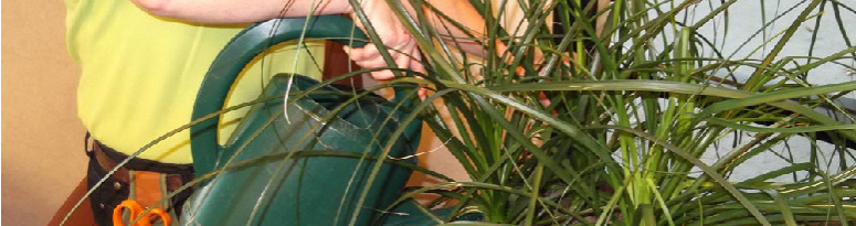 A plant technician in a yellow shirt watering plants with a green watering can