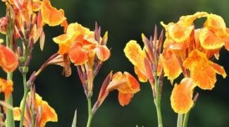Growing Canna Lily in Pots Featured Image