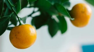 Growing Citrus Trees Indoors Featured Image