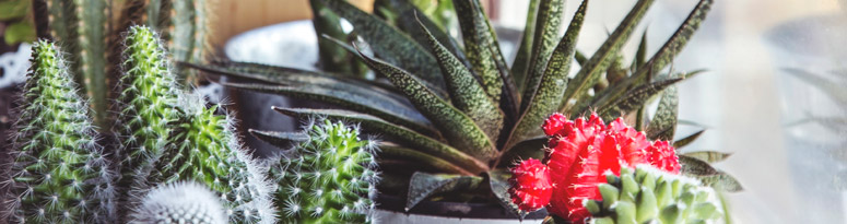 plant care