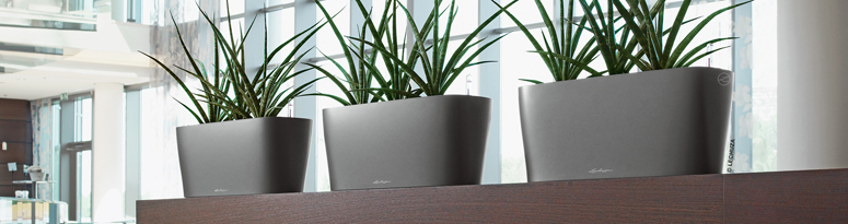 plants