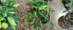 Progression of pothos plants from healthy to declining, showing when replacements are needed in client accounts