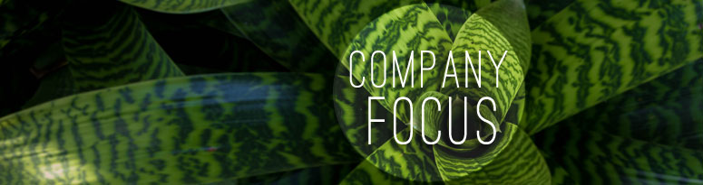 Green tropical plant leaves with the words 'Company Focus' overlaid in bold text