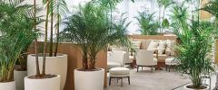 An open office space with several large round white containers filled with tropical plants
