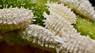 How to Identify and Manage Mealybugs Featured Image