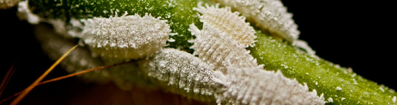 A group of mealybugs gathered on a plant stem