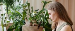An interiorscape professional conducting a mid-year business review at a desk with indoor plants