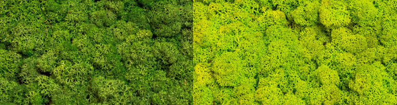 Moss Walls