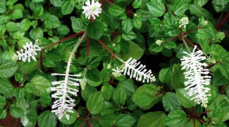 Peperomia an Ideal Indoor Plant Featured Image