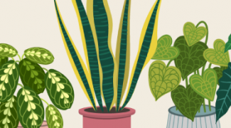 3 Ways to Use Plants as Social Distancing Barriers [Infographic] Featured Image