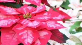A Designer’s Guide to Poinsettias Featured Image