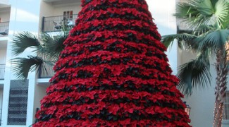 4 Ways to Extend Your First Poinsettia Installation to New Year’s Day Featured Image