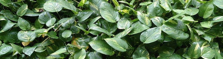 Epipremnum_aureum