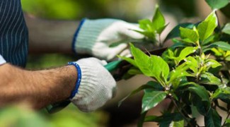 5 Interiorscape Hiring Tips to Build a Successful Plant Care Team Featured Image