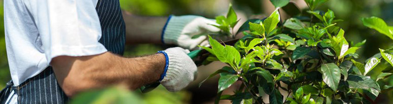 a plant technician performing plant maintenance for more robust growth