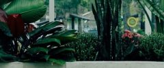Various tropical plants with large green leaves in front of a glass window, creating a serene atmosphere