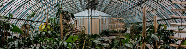 A lush greenhouse filled with tropical plants, featuring a wooden walkway